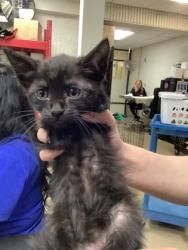 Shelter Stray Male Cat last seen Near martin st, East District, TX, 355 Hillshire Dr, Haslet, TX 76052, USA