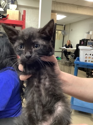 Shelter Stray Male Cat last seen Near martin st, East District, TX, 355 Hillshire Dr, Haslet, TX 76052, USA