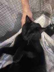 Shelter Stray Male Cat last seen Near oak ridge road, Oregon, Oregon, Town of, WI, 5132 Voges Rd, Madison, WI 53718, USA