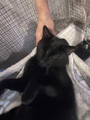 Shelter Stray Male Cat last seen Near oak ridge road, Oregon, Oregon, Town of, WI, 5132 Voges Rd, Madison, WI 53718, USA