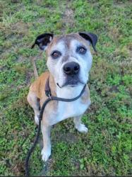 Shelter Stray Male Dog last seen Near Stone Rd Sw, Atlanta, GA, 1251 Fulton Industrial Blvd NW, Atlanta, GA 30336, USA