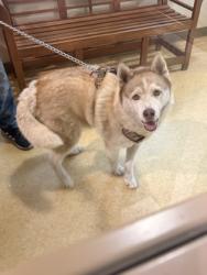 Shelter Stray Male Dog last seen White Cap Crt, Desoto, TX, 1150 E Pleasant Run Rd, Cedar Hill, TX 75104, USA