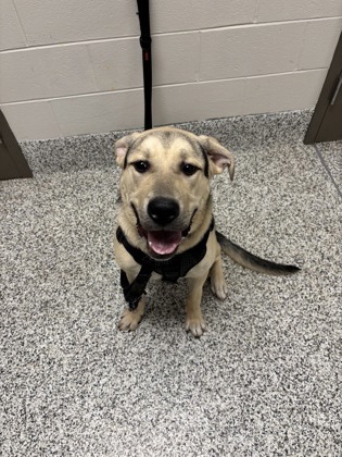Shelter Stray Male Dog last seen Springfield, VA, 22153, Marconi Street/Gwynedd Way, Fairfax County, VA, 4500 West Ox Rd, Fairfax, VA 22030, USA