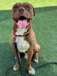 Shelter Stray Male Dog last seen Near Davis Park Rd, County/Unicorporated, NC, 1491 Business Park Ct, Gastonia, NC 28052, USA