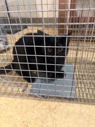 Shelter Stray Unknown Cat last seen Witherspoon Rd, Cedar Hill, TX, 1150 E Pleasant Run Rd, Cedar Hill, TX 75104, USA