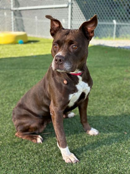 Shelter Stray Female Dog last seen Near s hill st, County/Unicorporated, NC, 1491 Business Park Ct, Gastonia, NC 28052, USA