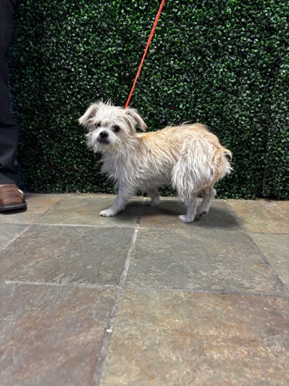 Shelter Stray Female Dog last seen Near Miracle Way, CITY of El Paso, TX, 5001 Fred Wilson Ave, El Paso, TX 79906, USA