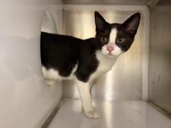 Shelter Stray Male Cat last seen Near and LBJ, 75150, TX, 1650 Gross Rd, Mesquite, TX 75149, USA