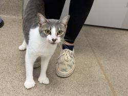 Shelter Stray Female Cat last seen Near US-80 (Walmart), 75149, TX, 1650 Gross Rd, Mesquite, TX 75149, USA