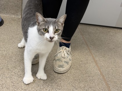 Shelter Stray Female Cat last seen Near US-80 (Walmart), 75149, TX, 1650 Gross Rd, Mesquite, TX 75149, USA