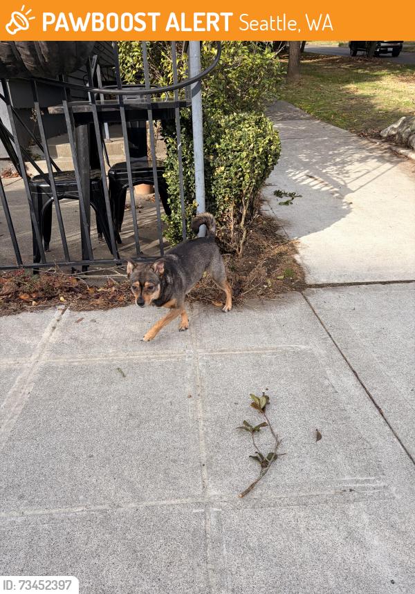 Found/Stray Unknown Dog last seen 22nd and Barrett in Magnolia, Seattle, WA 98199