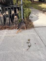 Found/Stray Unknown Dog last seen 22nd and Barrett in Magnolia, Seattle, WA 98199