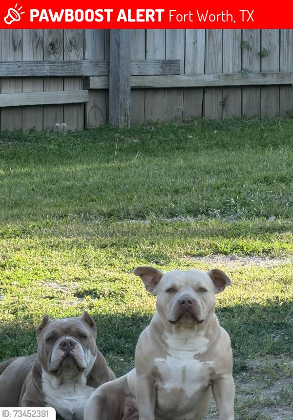 Lost Female Dog last seen Yale st, Fort Worth, TX 76114