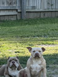Lost Female Dog last seen Yale st, Fort Worth, TX 76114