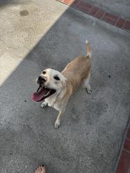 Found/Stray Female Dog last seen Hill and Golden, Wrigley neighborhood, Long Beach, CA 90806