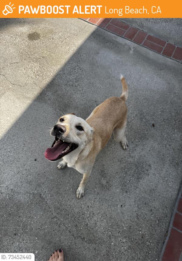 Found/Stray Female Dog last seen Hill and Golden, Wrigley neighborhood, Long Beach, CA 90806