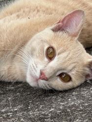 Found/Stray Unknown Cat last seen Weatherly Subdivision, Fayetteville, GA 30214