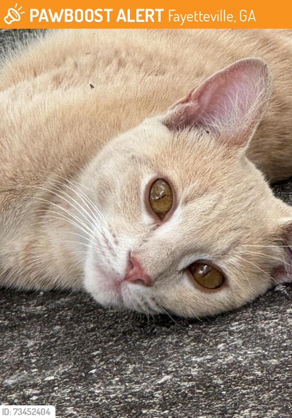 Found/Stray Unknown Cat last seen Weatherly Subdivision, Fayetteville, GA 30214