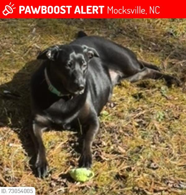 Lost Female Dog last seen Dollar General in Mocksville, beside Exxon gas station, Mocksville, NC 27028