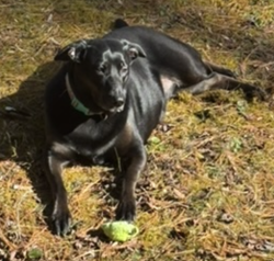 Lost Female Dog last seen Dollar General in Mocksville, beside Exxon gas station, Mocksville, NC 27028