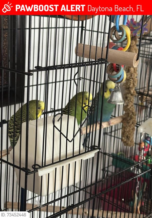 Lost Male Bird last seen Jimmy Ann Drive, Daytona Beach, FL 32117
