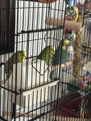 Lost Male Bird last seen Jimmy Ann Drive, Daytona Beach, FL 32117