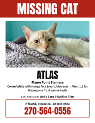 Lost Male Cat last seen Watkins Glenn Neighborhood, Taylorsville, KY 40071