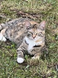 Lost Female Cat last seen Bloomingrove rd, Williamsport, PA 17701