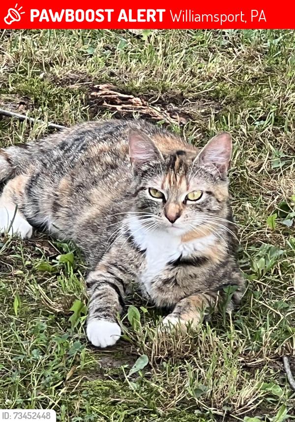Lost Female Cat last seen Bloomingrove rd, Williamsport, PA 17701