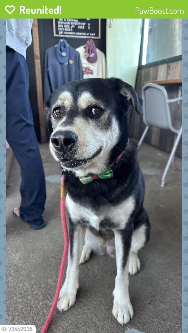 Reunited Female Dog last seen ash ave, south San Francisco, South San Francisco, CA 94080