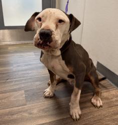 Shelter Stray Female Dog last seen Stillwell Avenue, San Diego, CA, 92114, 5500 Gaines St, San Diego, CA 92110, USA