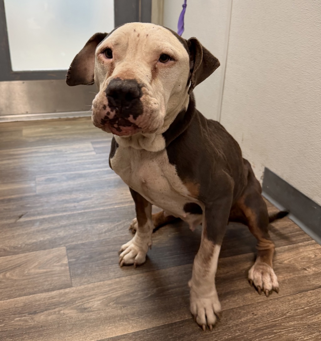 Shelter Stray Female Dog last seen Stillwell Avenue, San Diego, CA, 92114, 5500 Gaines St, San Diego, CA 92110, USA