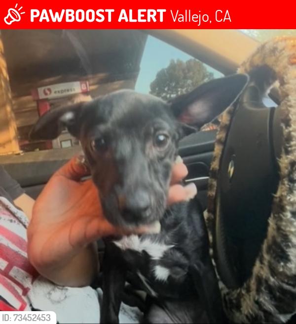 Lost Male Dog last seen Admiral Callaghan Lane Vallejo, California, Vallejo, CA 94591