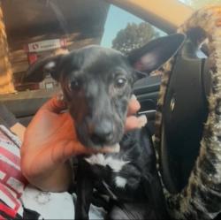 Lost Male Dog last seen Admiral Callaghan Lane Vallejo, California, Vallejo, CA 94591