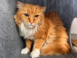 Shelter Stray Female Cat last seen NEW YORK, NY, 10029, 326 E 110th St, New York, NY 10029, USA
