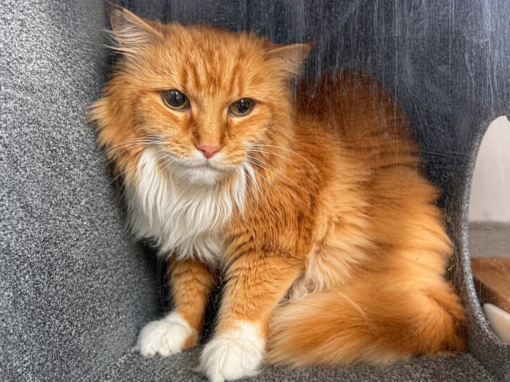 Shelter Stray Female Cat last seen NEW YORK, NY, 10029, 326 E 110th St, New York, NY 10029, USA