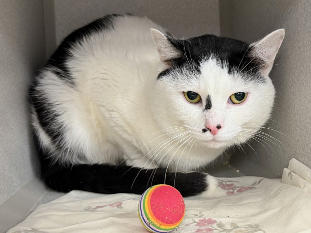 Shelter Stray Male Cat last seen Near Park Avenue, NEW YORK, NY, 10029, 326 E 110th St, New York, NY 10029, USA