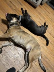 Lost Male Dog last seen Palm Avenue, Lemon Grove, CA 91945