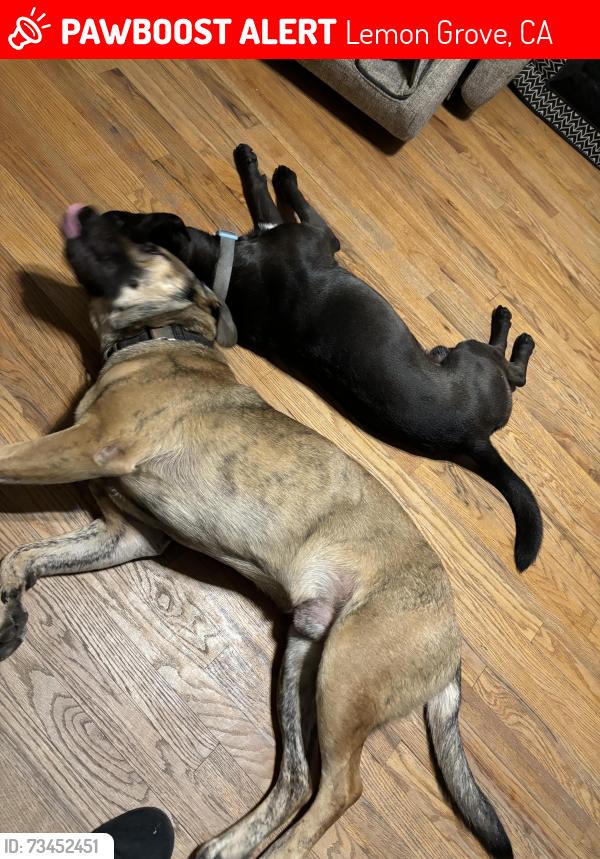 Lost Male Dog last seen Palm Avenue, Lemon Grove, CA 91945