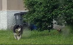 Found/Stray Unknown Dog last seen 31st and Garnett, Tulsa, OK 74146