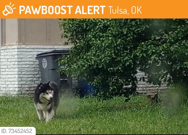Found/Stray Unknown Dog last seen 31st and Garnett, Tulsa, OK 74146