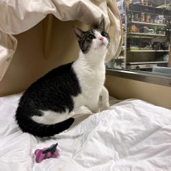 Shelter Stray Female Cat last seen , Animal Care & Control Team of Philly, 111 W Hunting Park Ave, Philadelphia, PA 19140, USA