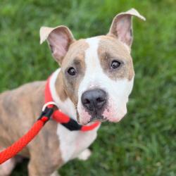 Shelter Stray Female Dog last seen , Animal Care & Control Team of Philly, 111 W Hunting Park Ave, Philadelphia, PA 19140, USA