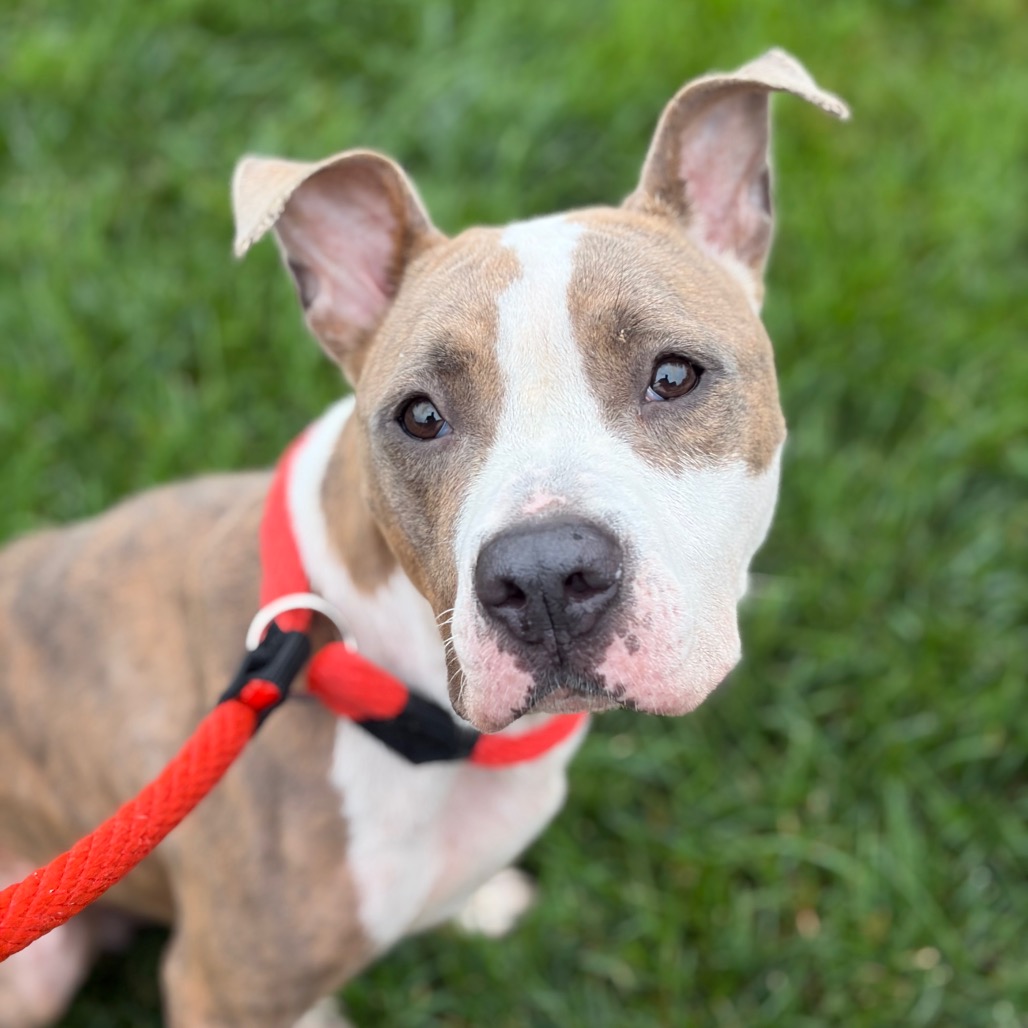 Shelter Stray Female Dog last seen , Animal Care & Control Team of Philly, 111 W Hunting Park Ave, Philadelphia, PA 19140, USA