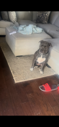 Lost Female Dog last seen Keele St. Jackson, MS, Jackson, MS 39206