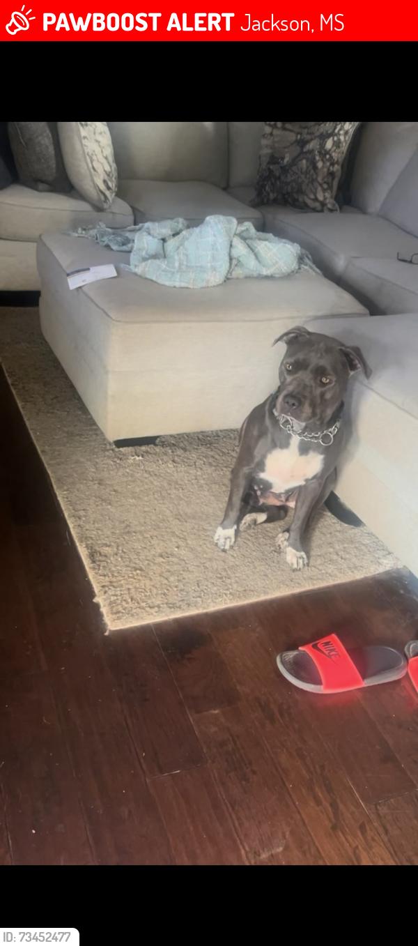 Lost Female Dog last seen Keele St. Jackson, MS, Jackson, MS 39206