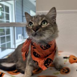 Shelter Stray Female Cat last seen , 3607 N Armenia Ave, Tampa, FL 33607, USA