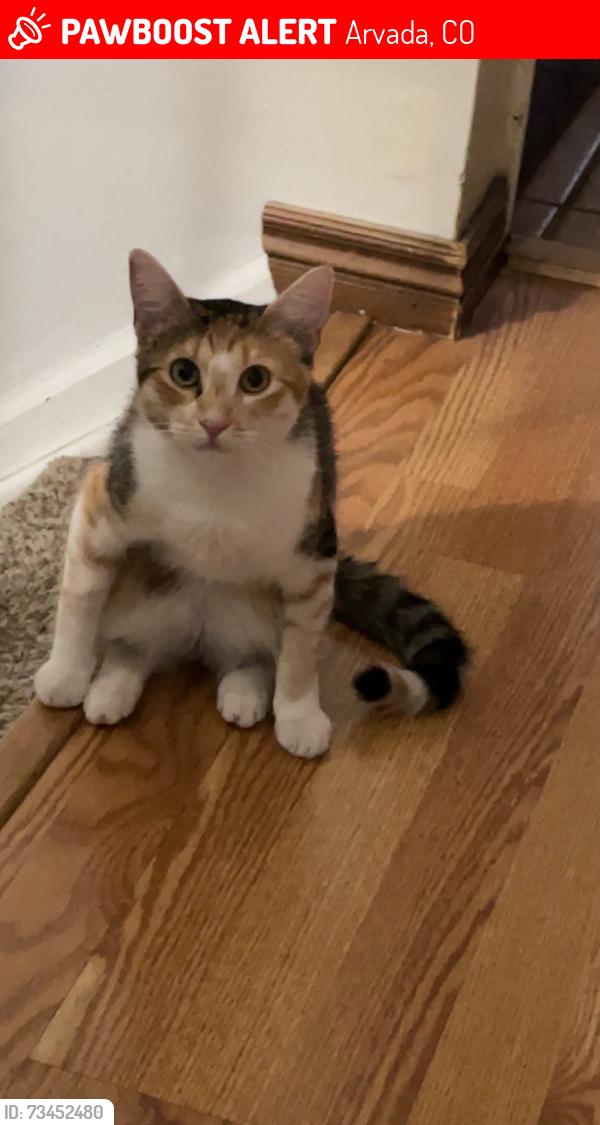 Lost Female Cat last seen Depew street, Arvada, CO 80003