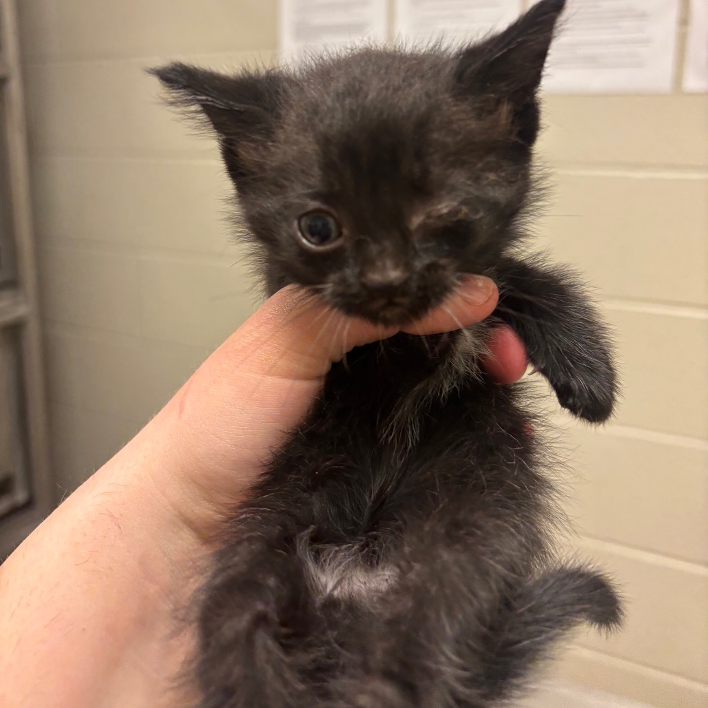 Shelter Stray Male Cat last seen , 54687 Co Rd 19, Bristol, IN 46507, USA