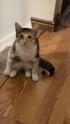 Lost Female Cat last seen Depew street, Arvada, CO 80003